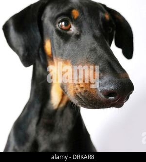 Doberman Banque D'Images