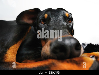 Yeux d'un mignon chiot doberman Banque D'Images