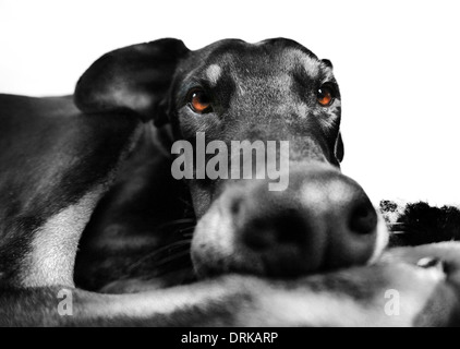 Dobermann isolated on white Banque D'Images