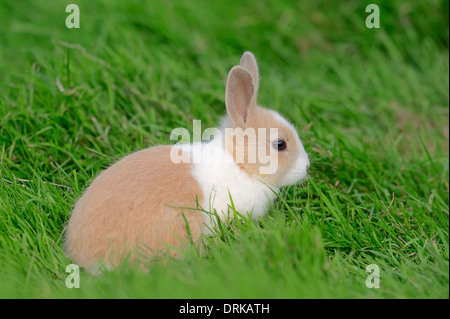 Jeune Nain Lapin (Oryctolagus cuniculus forma domestica) Banque D'Images