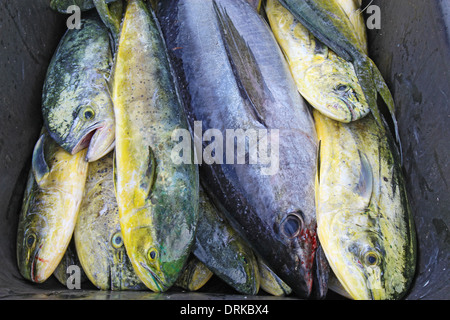 Captures de cobia et coryphènes en Caroline du Nord Banque D'Images