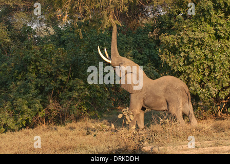 L'éléphant africain (Loxodonta africana) essaie de prendre des fruits à partir d'un grand arbre Banque D'Images