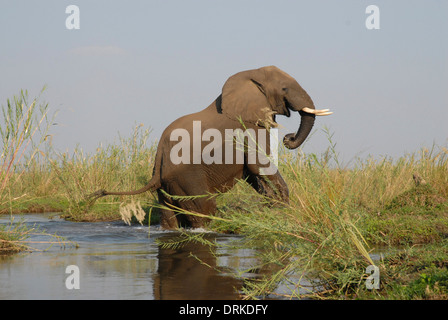 L'éléphant africain (Loxodonta africana) sortant d'un cours d'eau profonde Banque D'Images