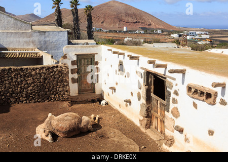 Camel en animal enclosure Museo Agricola El Patio musée agricole dans une ferme datant de 1840 Îles Canaries Lanzarote Tiagua Banque D'Images