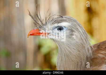 Pattes rouge Seriema (Cariama cristata ) Banque D'Images