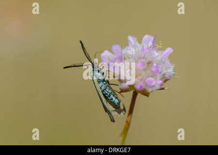 Ampfer-Guenwidderchen, Adscita statices, Forester moth Banque D'Images