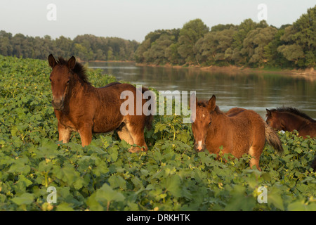 Losino chevaux sauvages animales rares Croatie Europe Sava Banque D'Images