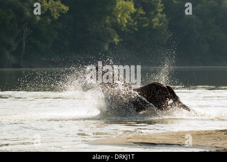 Losino chevaux sauvages animales rares Croatie Europe Sava Banque D'Images