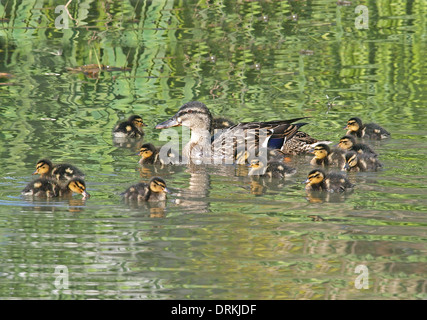 Canard colvert avec 13 canetons d'un jour sur l'eau, Washington, West Sussex, UK Banque D'Images