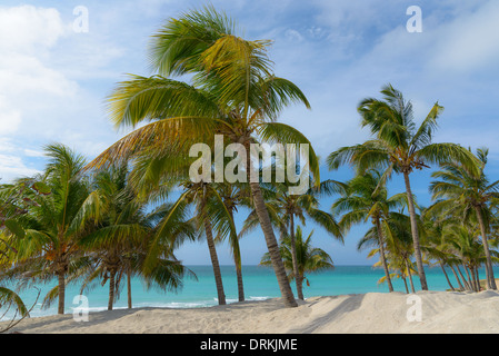 Karibik mit Palmen, plage des Caraïbes avec des palmiers Banque D'Images