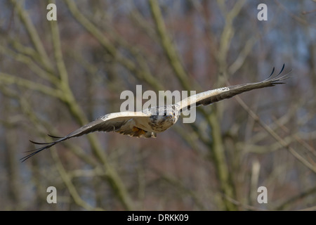 Maeuse,Bussard, Buteo buteo Buse variable en vol Banque D'Images