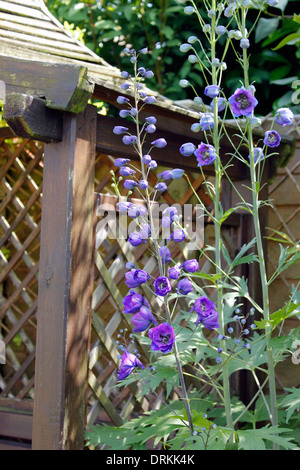Delphinium en bouton début Juillet Banque D'Images