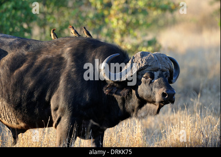 Buffle africain, buffle (Syncerus caffer) dans le parc national Kruger, Afrique du Sud Banque D'Images