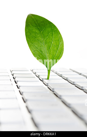 Feuille sur un clavier d'ordinateur Banque D'Images