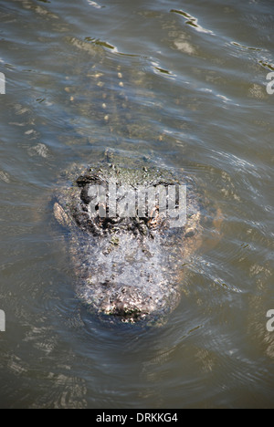 Alligators GatorLand à Orlando la Floride Etats-Unis Banque D'Images