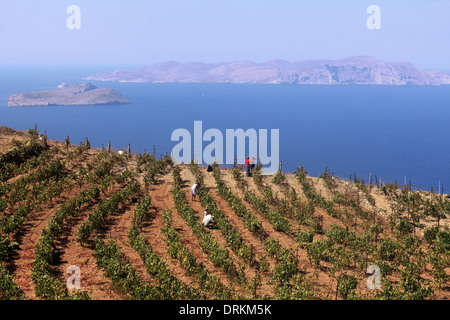 Grèce cyclades sikinos by Manalis winery 2014 vendanges Banque D'Images
