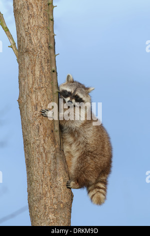 Waschbaer, Procyon lotor, raton laveur Banque D'Images