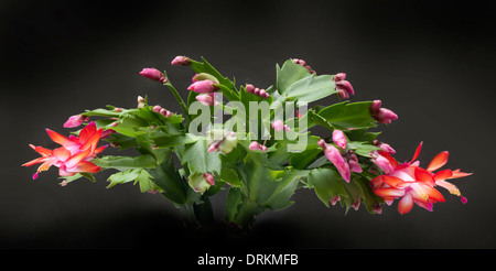 Cactus DE NOËL Schlumbergera , fleurs, fond sombre Banque D'Images