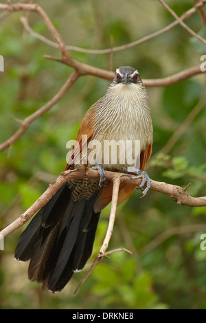 Coucal à sourcils blancs (Centropus superciliosus), Banque D'Images