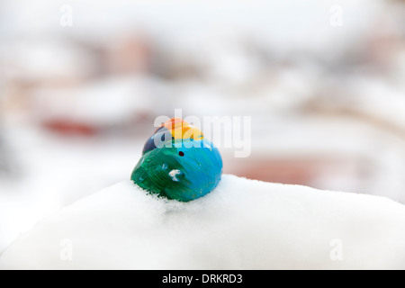 Couleur coquille d'escargot dans la neige Banque D'Images