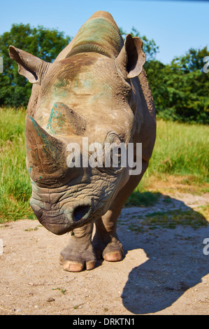 Beau portrait d'un rhinocéros noir. Banque D'Images