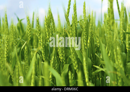Les jeunes les épis de blé - blé vert Gros plan sur le terrain. Champ de blé en Illinois, aux États-Unis. Collection de Photos de l'agriculture. Banque D'Images
