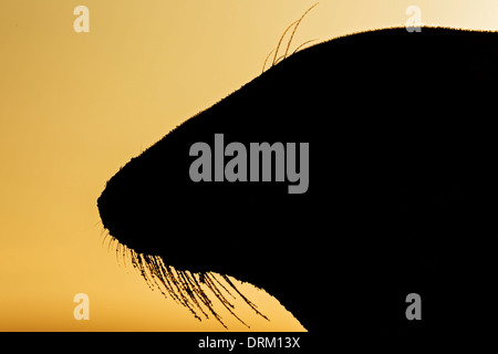 Un close-up portrait silhouette d'une femme adulte phoque gris au lever du soleil, mer du Nord, Norfolk, Angleterre Banque D'Images