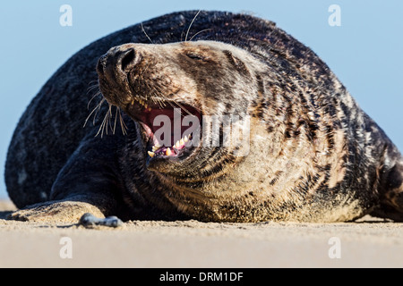 Un homme adulte joint gris bull affirme sa domination sur son territoire de la plage, côte de la mer du Nord, Norfolk, Angleterre Banque D'Images