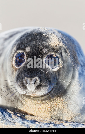 Un gros plan d'un bébé phoque gris dans sa première couche adultes, côte de la mer du Nord, Norfolk, Angleterre Banque D'Images