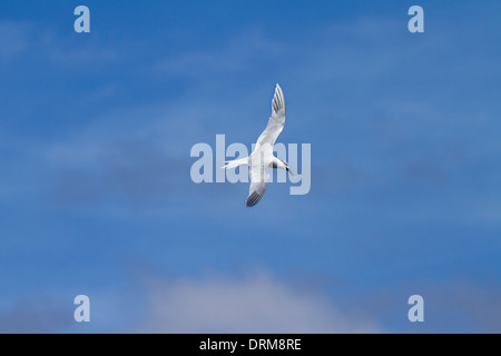 Sterne caugek (Thalasseus sandvicensis ) en vol Banque D'Images