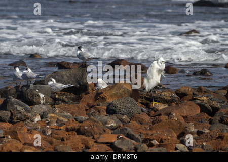 L'aigrette garzette et sternes Sandwich par mer au repos Banque D'Images