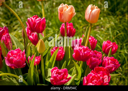 Tulipes de couleur rose foncé et pêche Banque D'Images