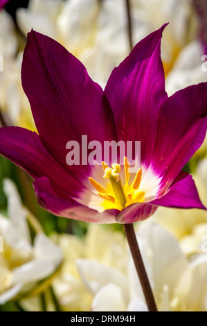 STAMENS au centre d'un tulipe à fleur de lys de rêve pourpre Banque D'Images