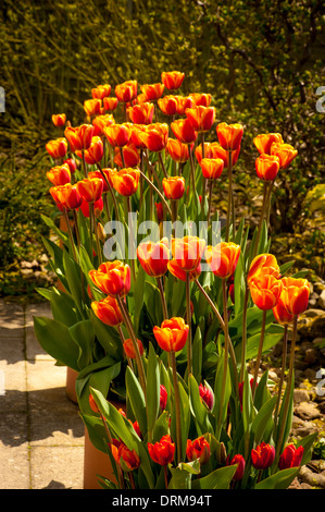 Tulipes d'orange Tulipa 'Flair' dans des pots en terre cuite sur un patio. Banque D'Images