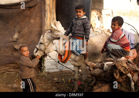 Gaza, Territoires palestiniens. 29 janvier, 2014. Enfant palestinien Badawi fournit de la nourriture à l'âne en dehors de sa cabane de la famille dans la ville de Gaza, le 29 janvier 2014. Credit : Majdi Fathi/NurPhoto ZUMAPRESS.com/Alamy/Live News Banque D'Images