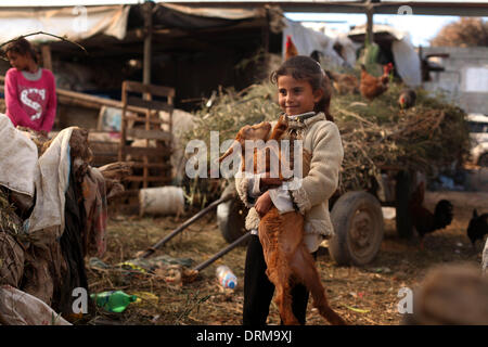 Gaza, Territoires palestiniens. 29 janvier, 2014. Fille de Bédouins palestiniens transportant une chèvre en dehors de sa cabane à sa famille dans la ville de Gaza, le 29 janvier 2014. Credit : Majdi Fathi/NurPhoto ZUMAPRESS.com/Alamy/Live News Banque D'Images