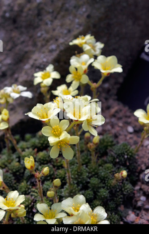 SAXIFRAGA MONA LISA. SAXIFRAGE à feuilles opposées. Banque D'Images