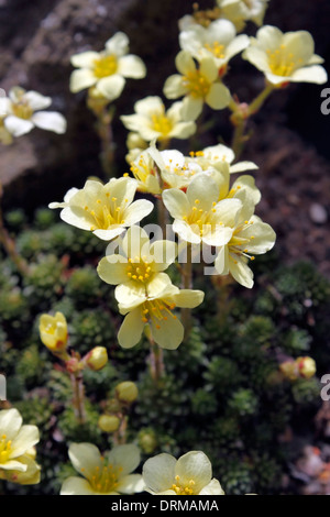 SAXIFRAGA MONA LISA. SAXIFRAGE à feuilles opposées. Banque D'Images