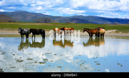 Chevaux mongoles dans de vastes prairies, la Mongolie Banque D'Images