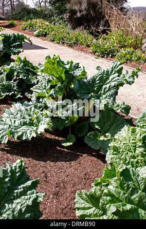 RHEUM. RHUBARB COURONNES DANS UNE CUISINE JARDIN DÉBUT PRINTEMPS Banque D'Images