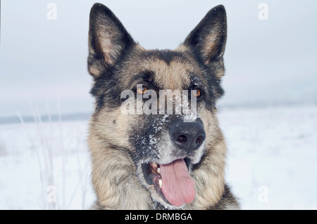 Portrait de chien de berger Banque D'Images