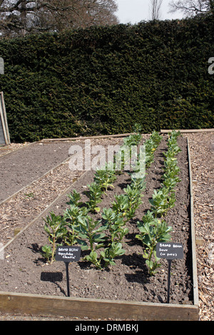 RANGÉES DE JEUNES PLANTS DE HARICOTS LARGES DANS UN LIT DE LÉGUMES. LARGE BEAN AQUADULCE CLAUDIA. Banque D'Images