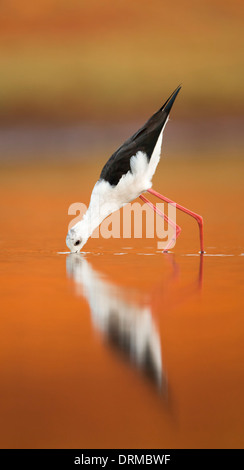 Homme Black-winged Stilt (Himantopus himantopus) pataugeant dans l'eau photographié en Israël en Septembre Banque D'Images