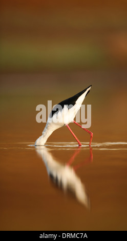 Homme Black-winged Stilt (Himantopus himantopus) pataugeant dans l'eau photographié en Israël en Septembre Banque D'Images