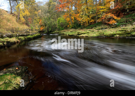 L'automne, de la rivière Ribble, Yorkshire Dales National Park, England, UK Banque D'Images