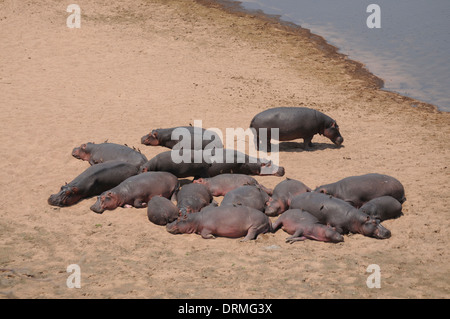 Hippopotame (Hippopotamus amphibius). Un petit troupeau de saison sèche au soleil dans le milieu de la journée - inhabituel pour cette espèce. Banque D'Images