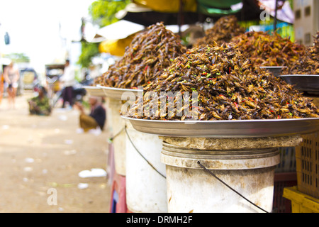 Bug connu de l'Asie de l'alimentation Banque D'Images