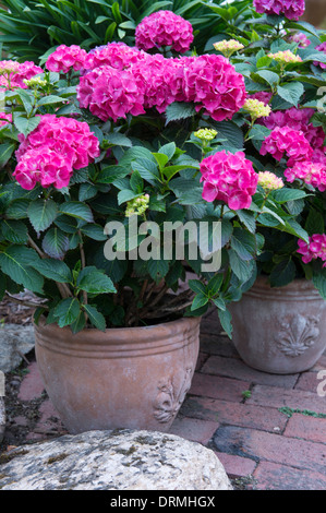 Jardin à visbek, Basse-Saxe, Allemagne Banque D'Images