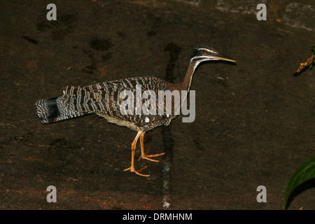 Sunbittern (Eurypyga helias) Banque D'Images