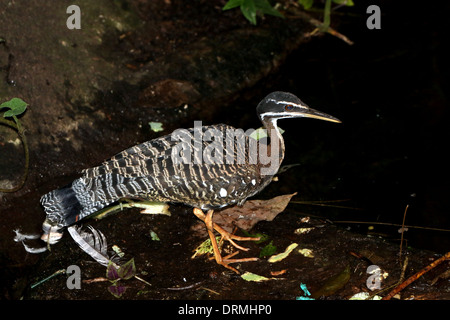 Sunbittern (Eurypyga helias) Banque D'Images